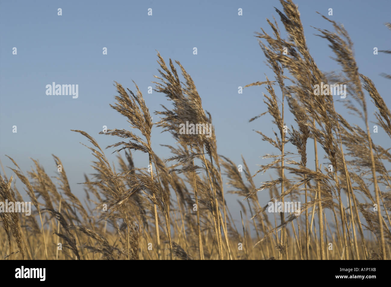 View of Phragmites seed head in large reed bed with blue sky Norfolk UK ...