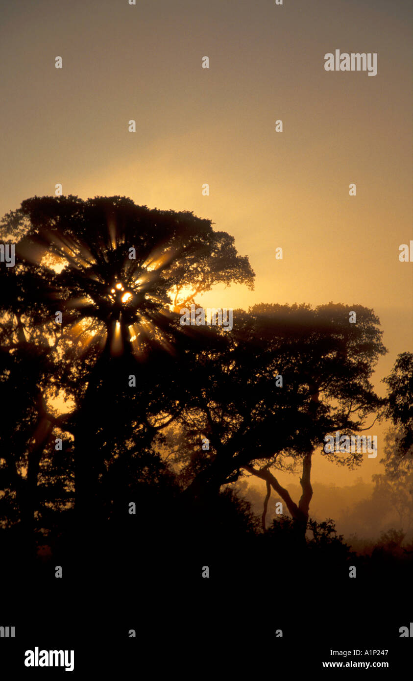 Misty sunrise park hi-res stock photography and images - Alamy