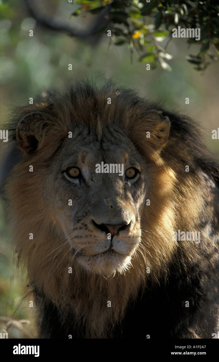 Male south african lion hi-res stock photography and images - Alamy