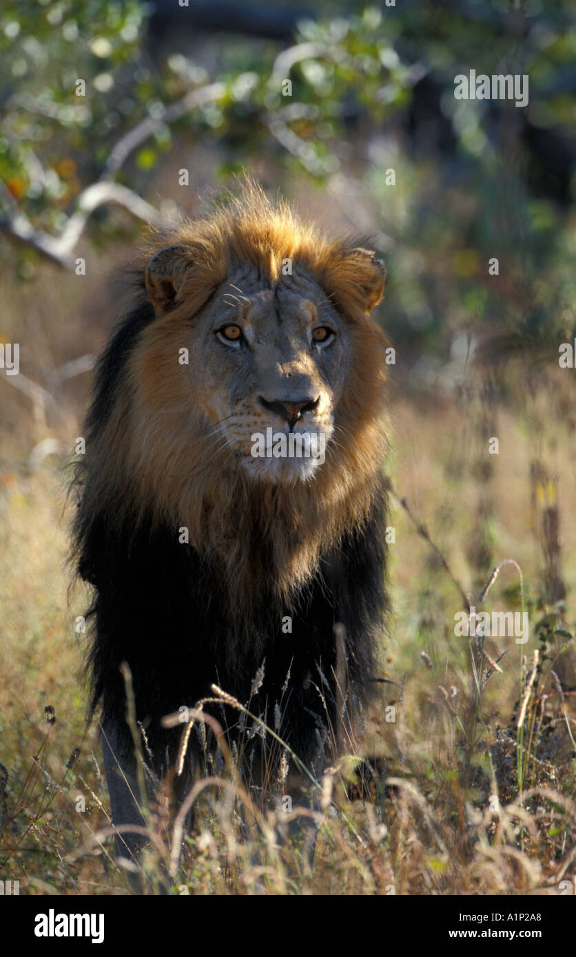 Male south african lion hi-res stock photography and images - Alamy