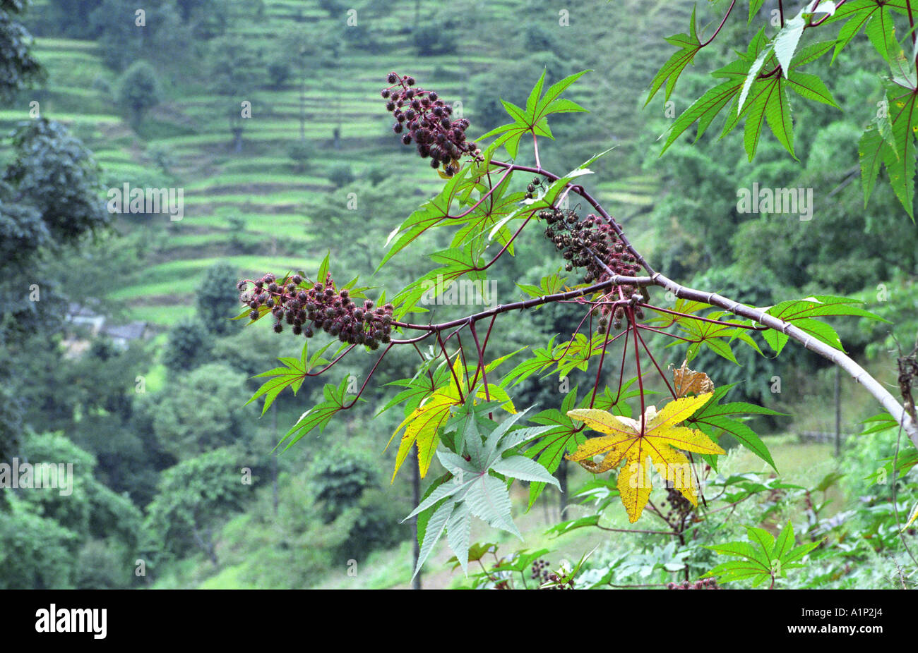 Flowering branch of Castor oil plant Ricinus communis in Nepal Asia ...