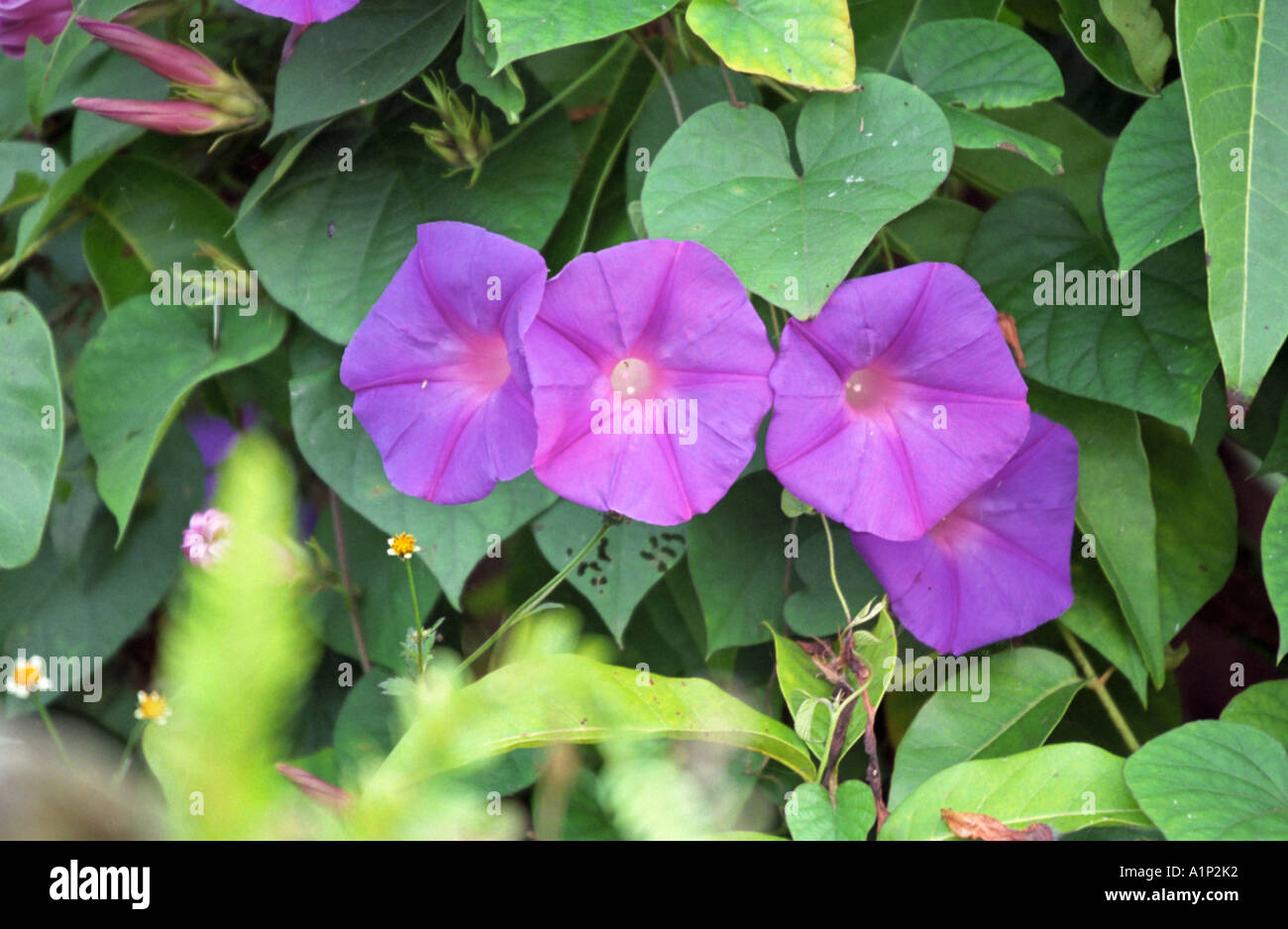 Ipomoea purpurea Common morning glory flowers Stock Photo