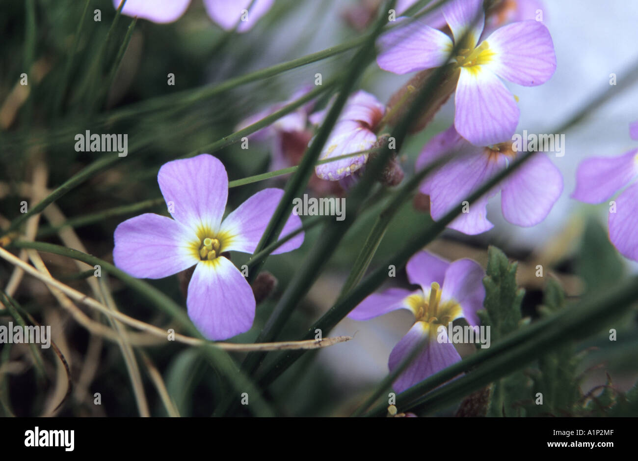 Close-up of Bitter cress Cardamine flowers in Pirin National Park Bulgaria Stock Photo