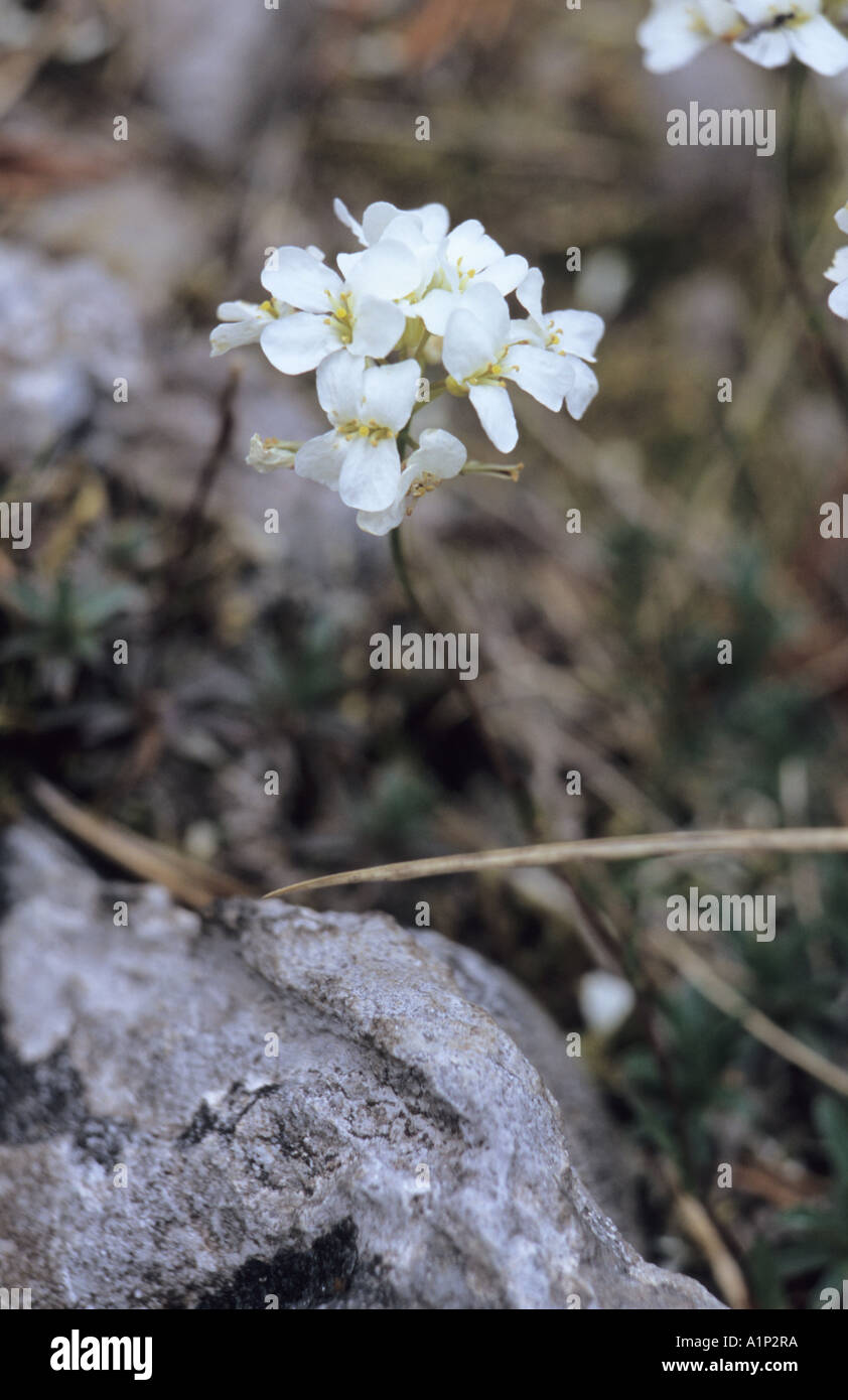 Close-up of Rock cress Cardaminopsis flowers Stock Photo