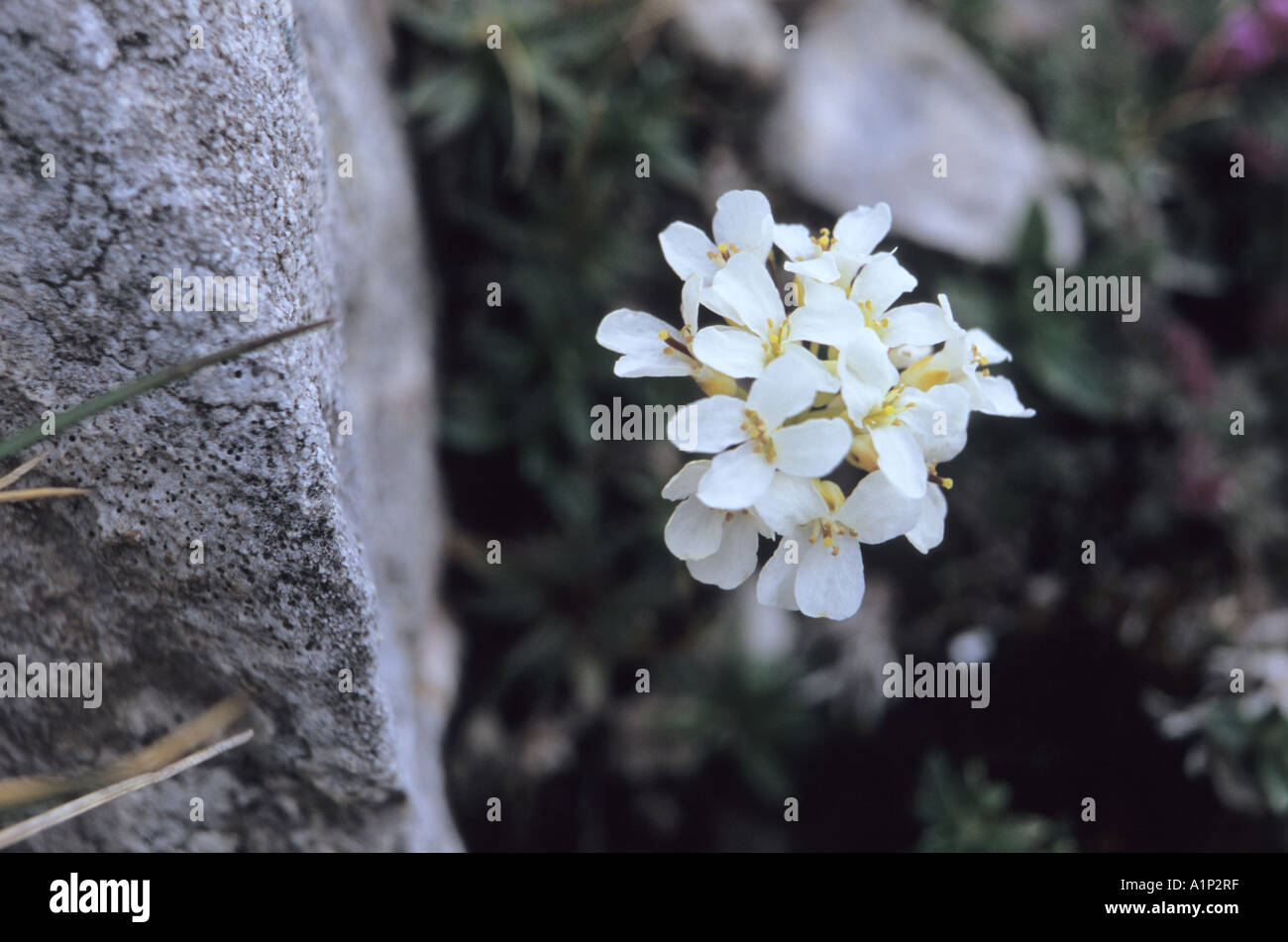 Close-up of Rock cress Cardaminopsis flowers blooming in World Heritage Site Pirin National Park Bulgaria Stock Photo