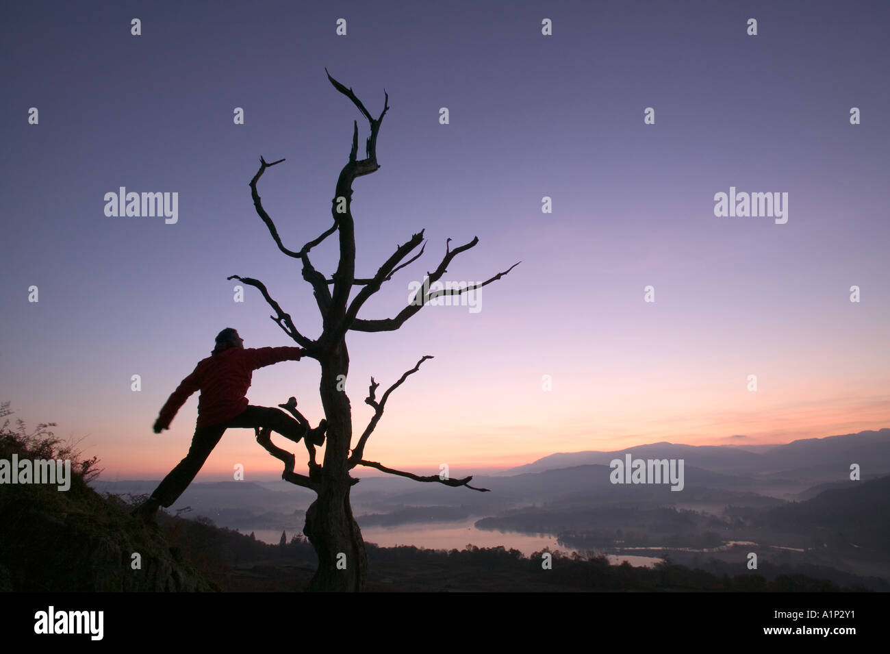 a man and dead tree slihouetted against an evenings sky, on Wansfell, overlooking lake windermere. Lake District National, Park, Stock Photo