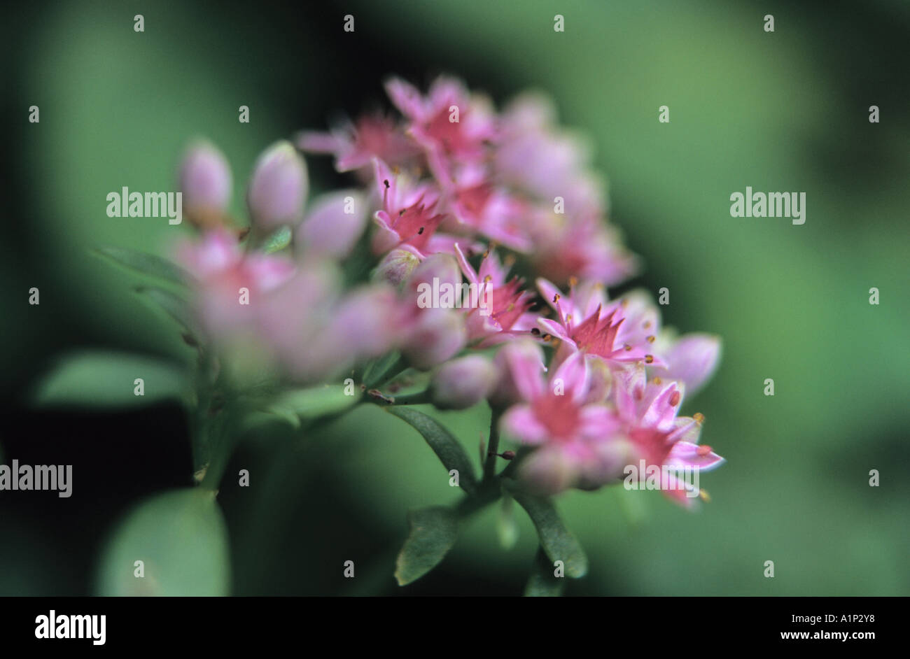 Close-up of Orpine Sedum telephium inflorescence flowers Stock Photo