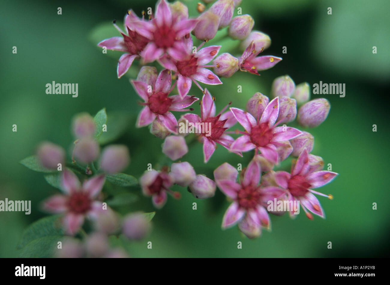 Close-up of Orpine Sedum telephium inflorescence flowers Stock Photo