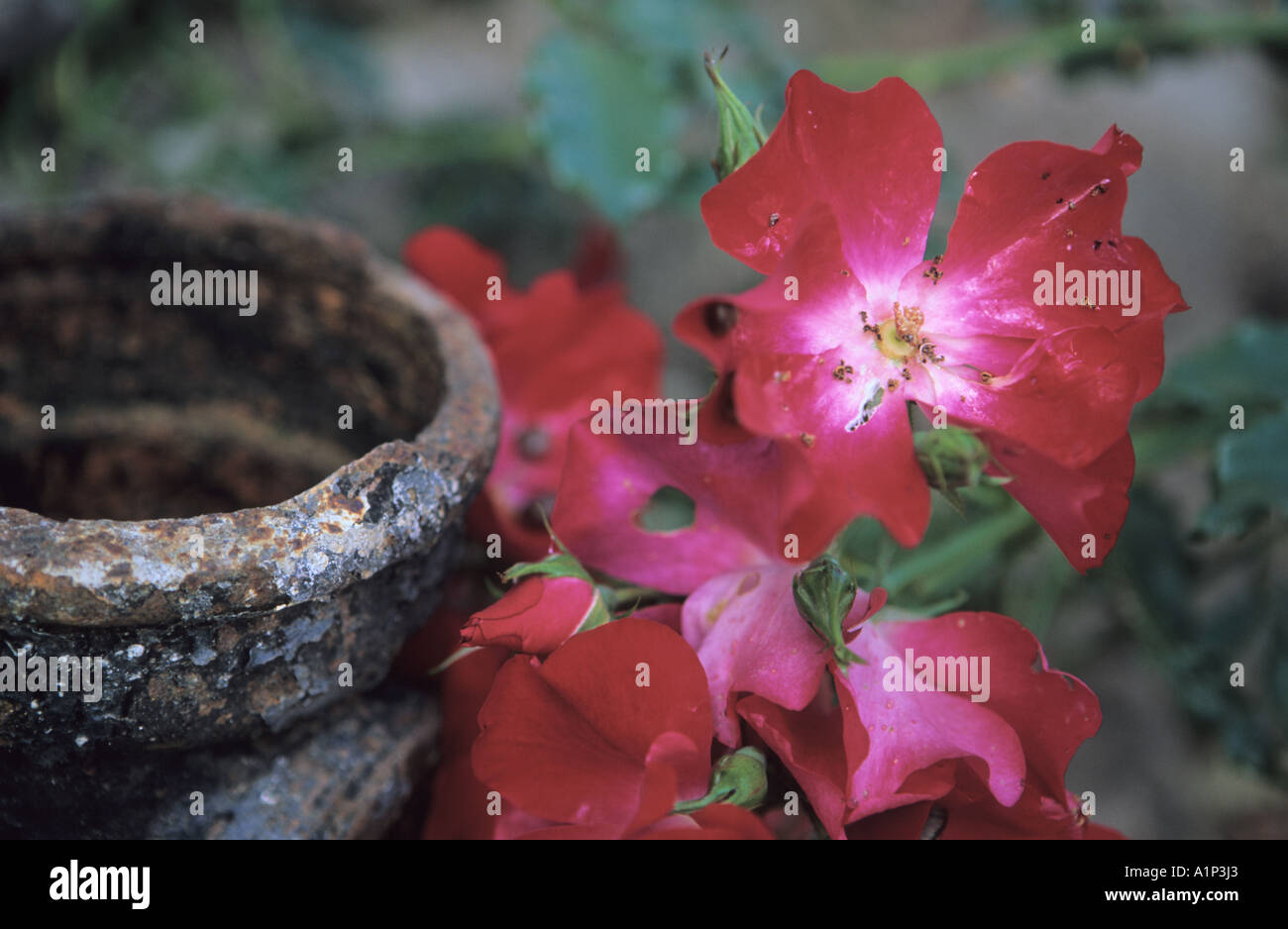 Weathered old drain and Rosa flowers composition in the garden Stock Photo