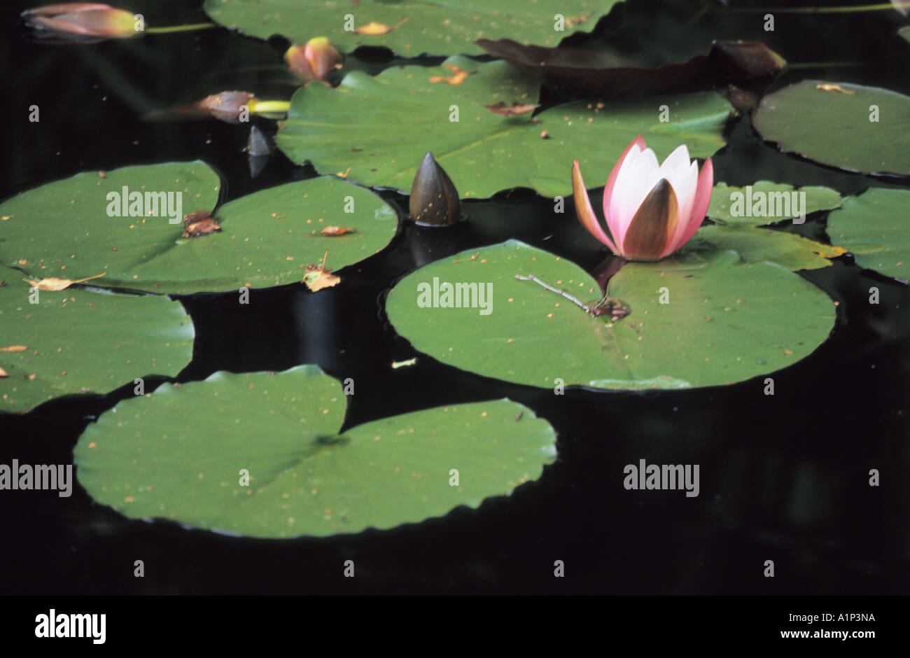 Bud water lily nymphaea hi-res stock photography and images - Alamy