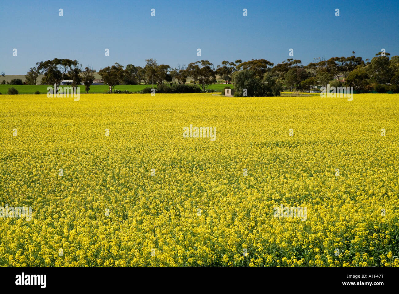 Canola Fields near Adelaide South Australia Australia Stock Photo Alamy