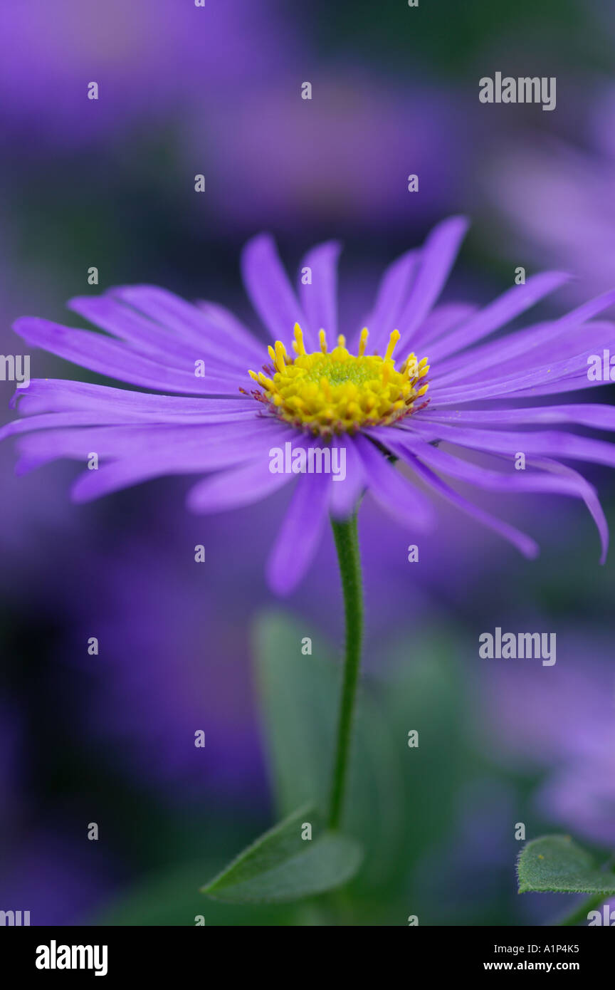 Aster x frikartii Monch Stock Photo - Alamy