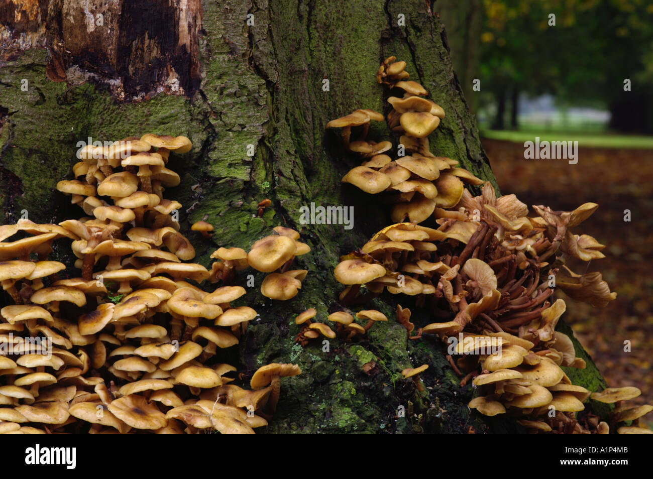 Armillaria mallea Honey Fungus on the base of a tree stump Stock Photo