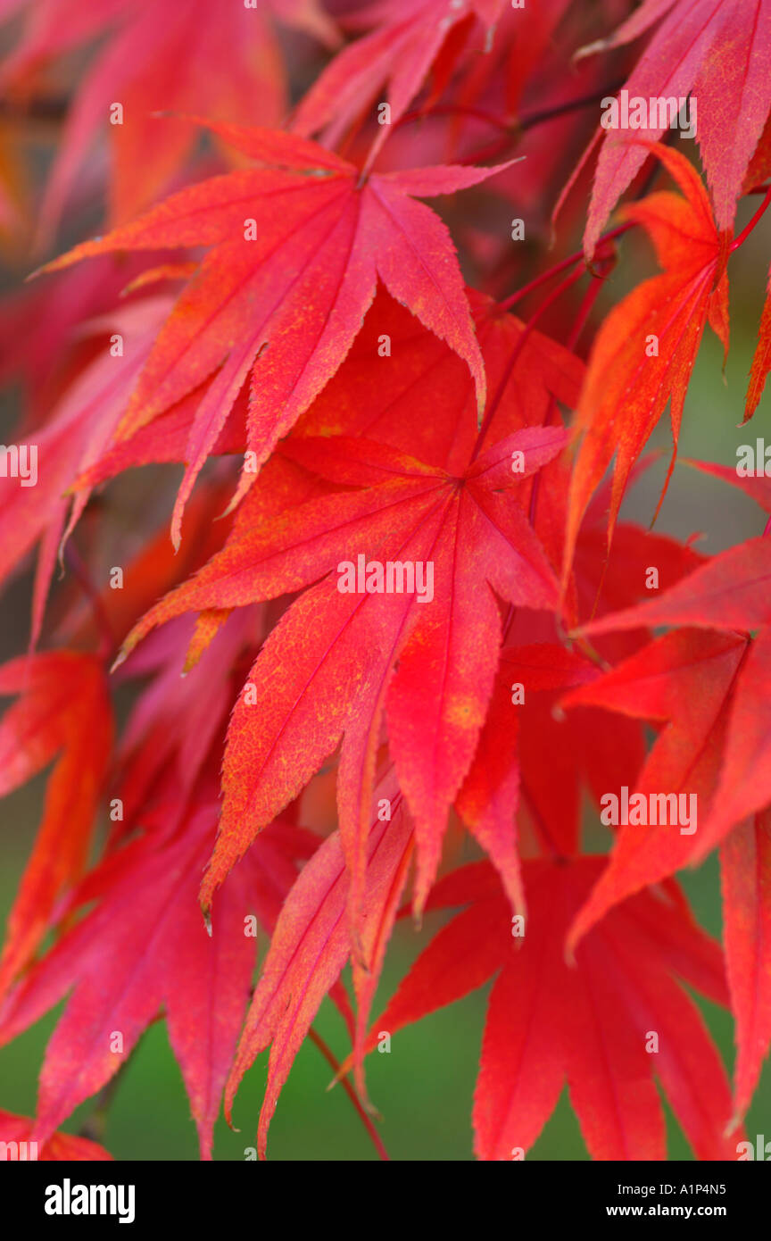 Acer palmatum autumn leaf colour Stock Photo - Alamy