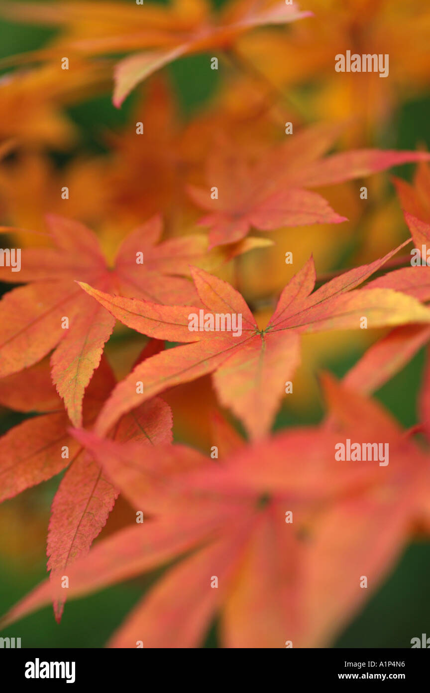 Acer pubipalmatum autumn leaves Stock Photo