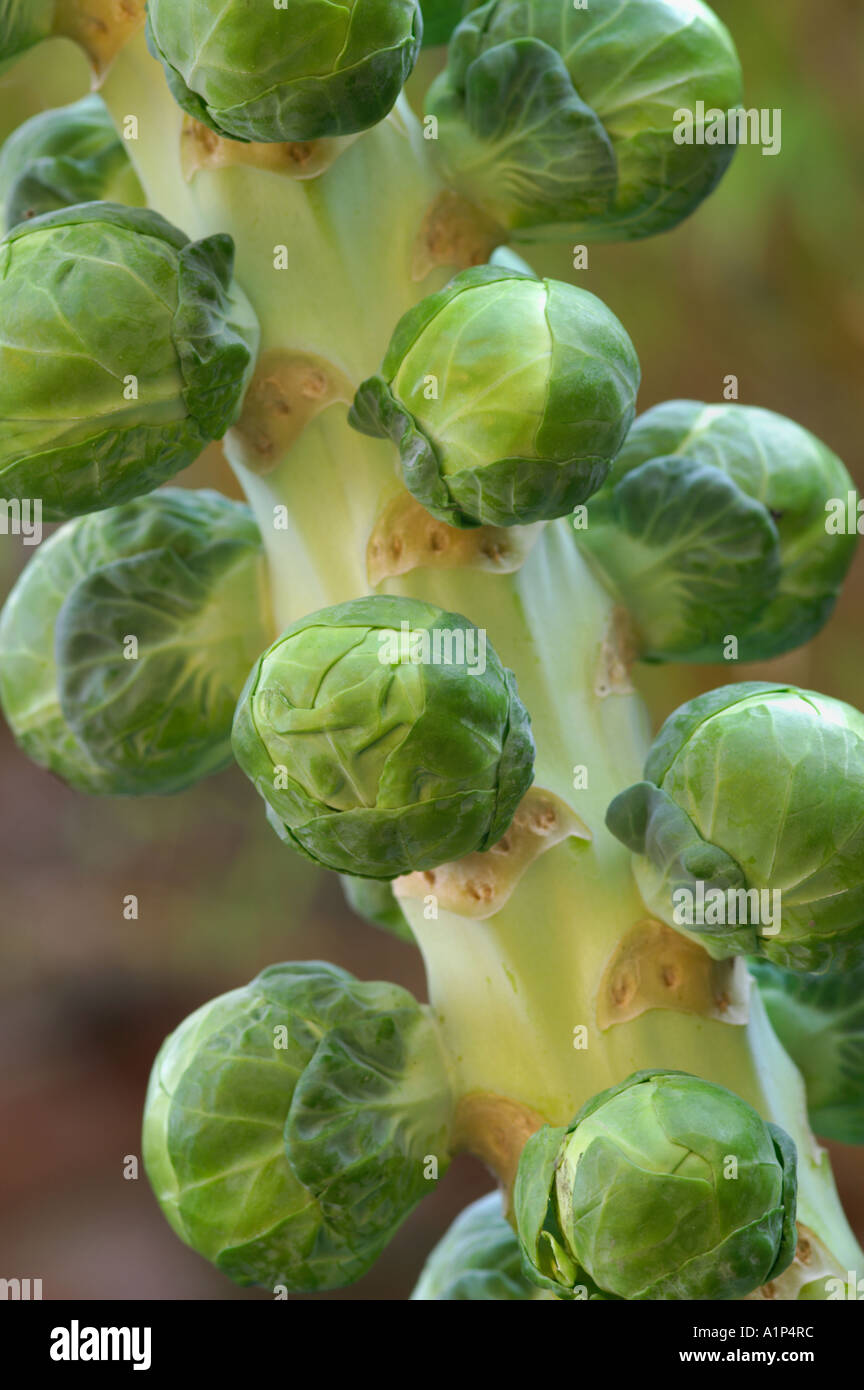 Brussells Sprouts on stem Stock Photo