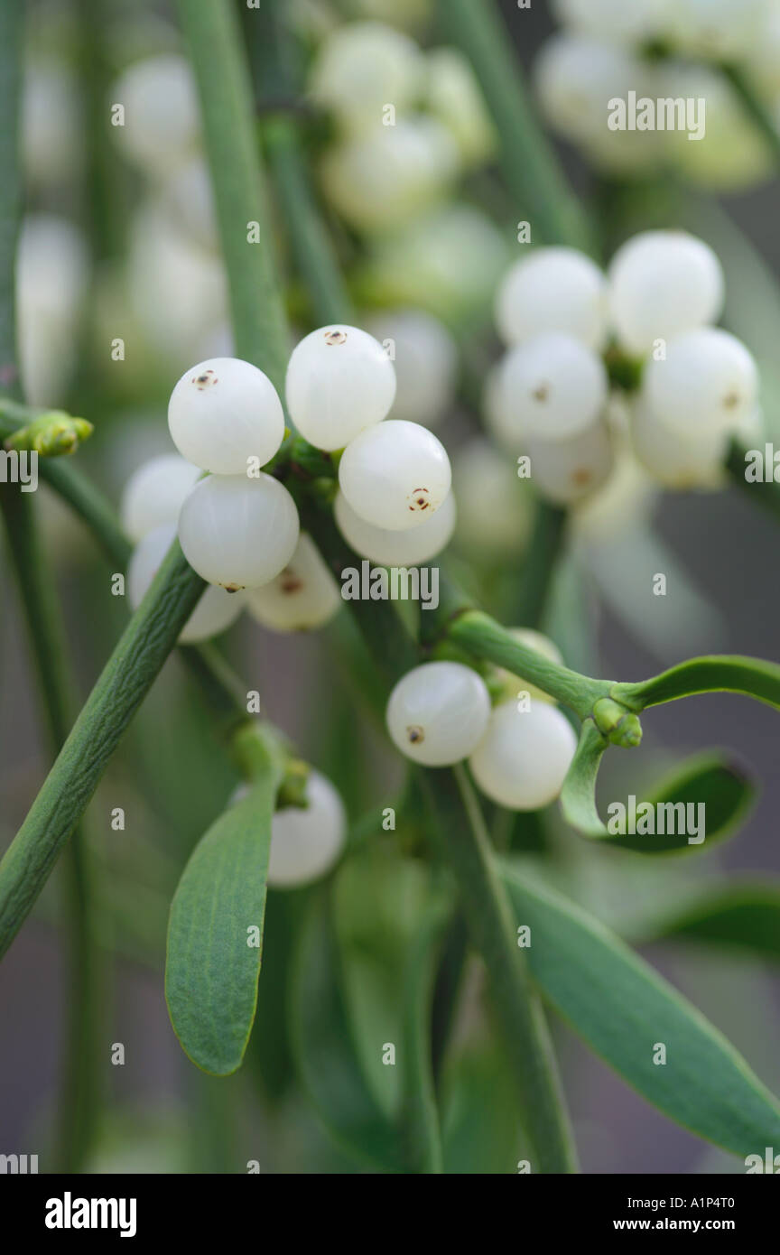 Viscum album European Mistletoe berries Stock Photo