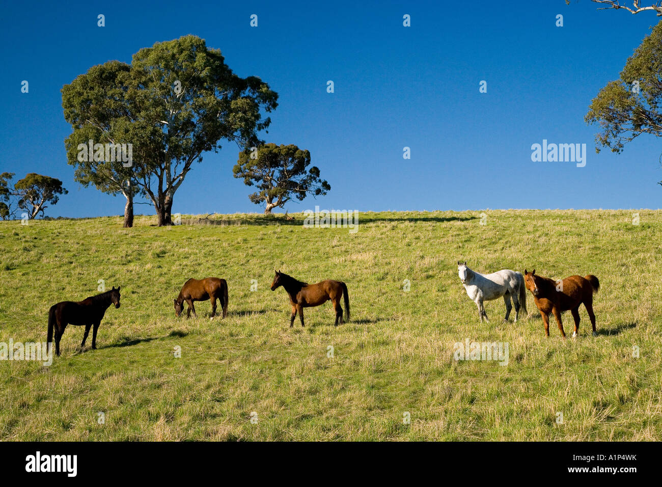 Horses and Gum trees near Angaston Barossa Valley South Australia ...