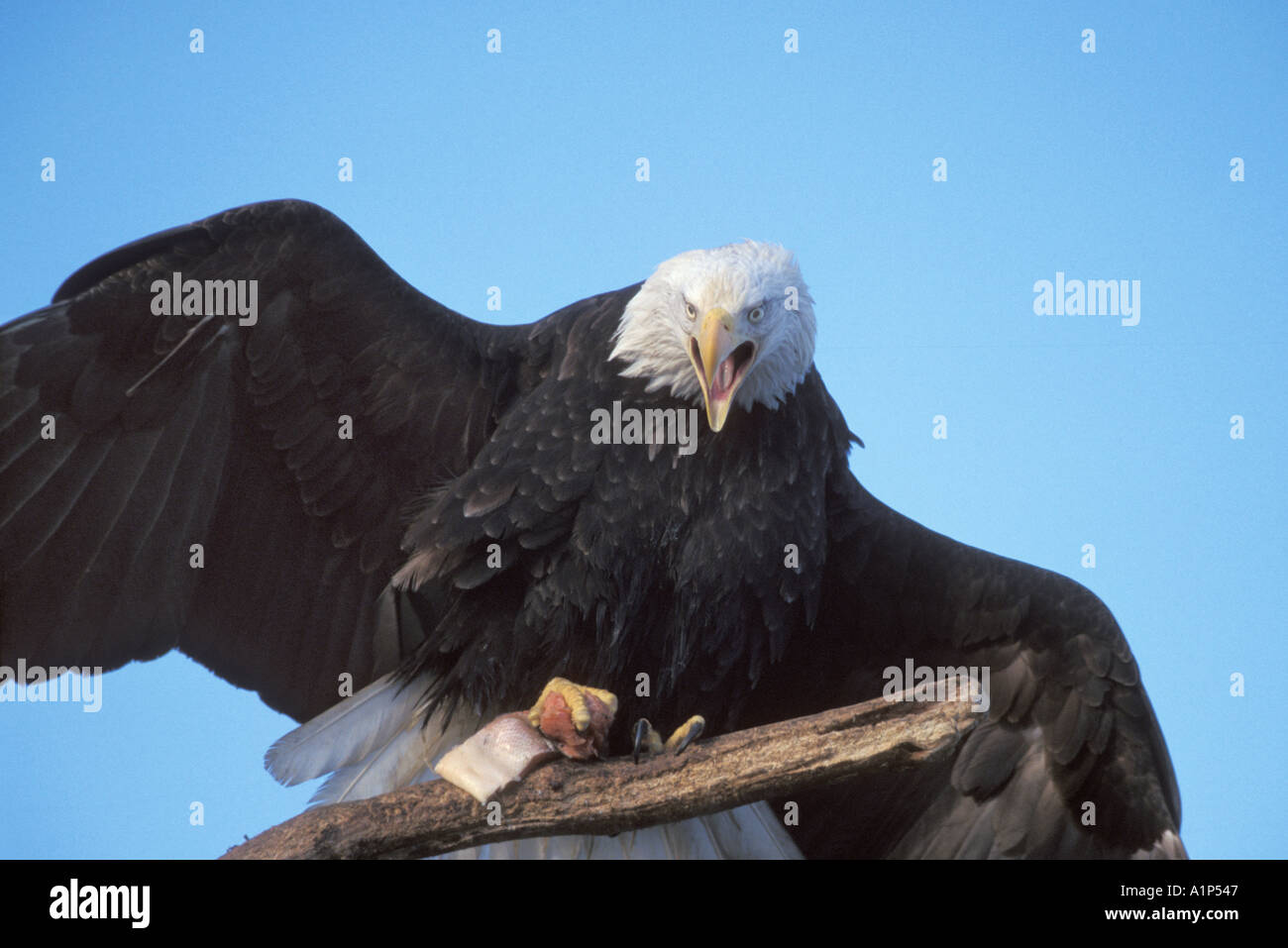 Bald Eagle (Haliaeetus leucocephalus) Stock Photo