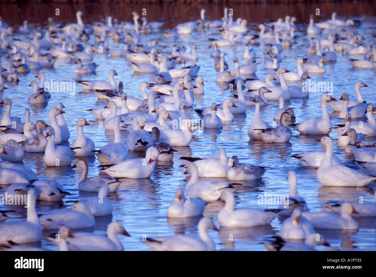 snow geese (Chen Caerulescens) Stock Photo