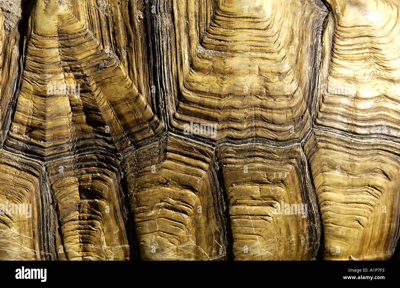 Turtle shell texture Stock Photo - Alamy