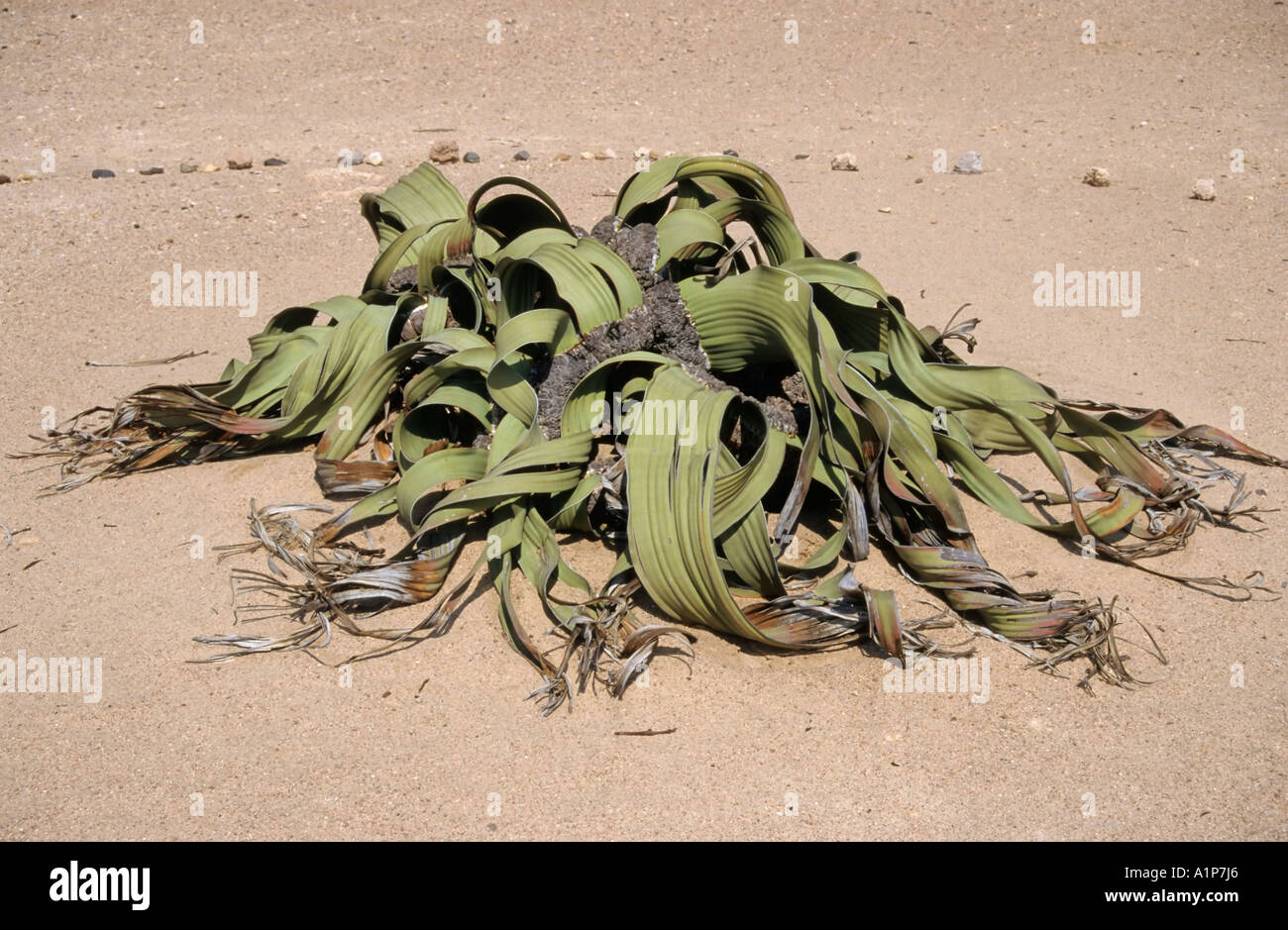 Welwitschia plant, welwitschia mirabilis, Namib Desert, Namib Naukluft National Park, Namibia Stock Photo