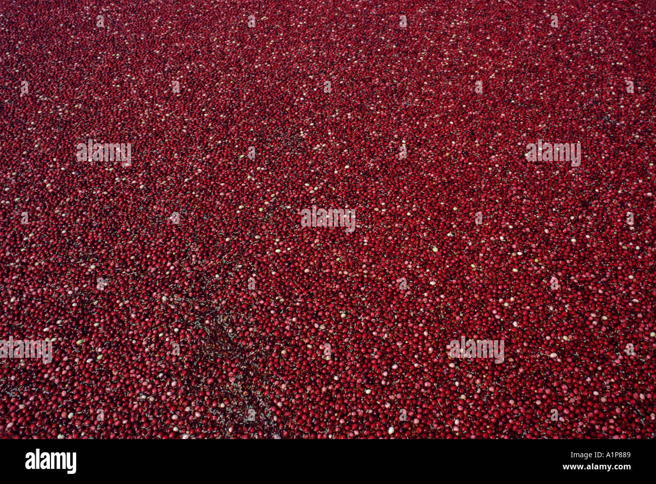 Cranberry harvest new england hires stock photography and images Alamy