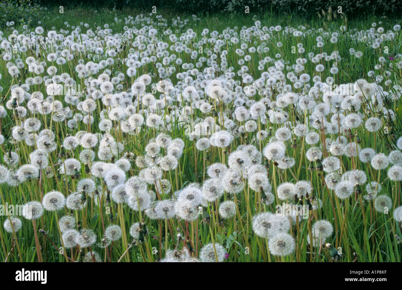 Mass of dandelion seeds hi-res stock photography and images - Alamy