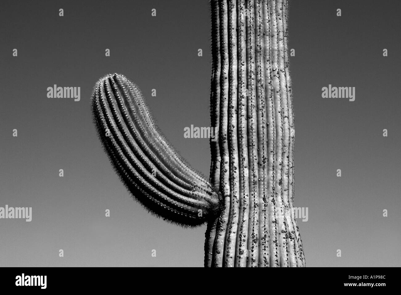 Saguaro Cactus Stock Photo