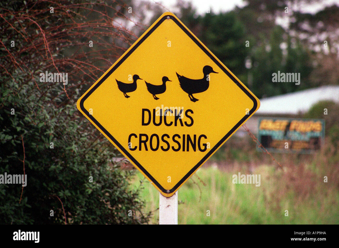 road-sign-in-new-zealand-warning-of-duck