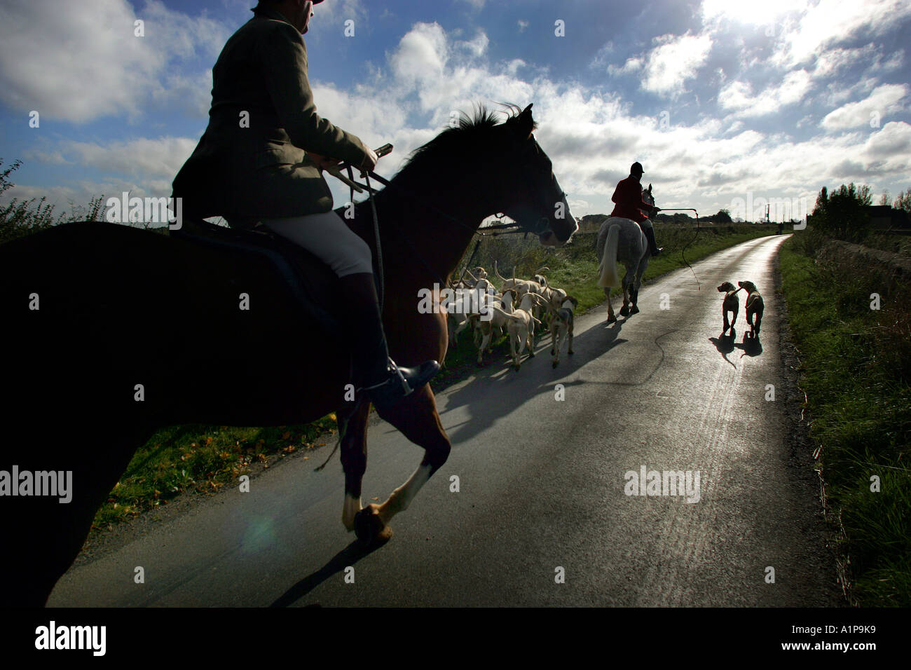 Horses and riders return with the hounds from a dawn hunt in Gloucester UK Stock Photo