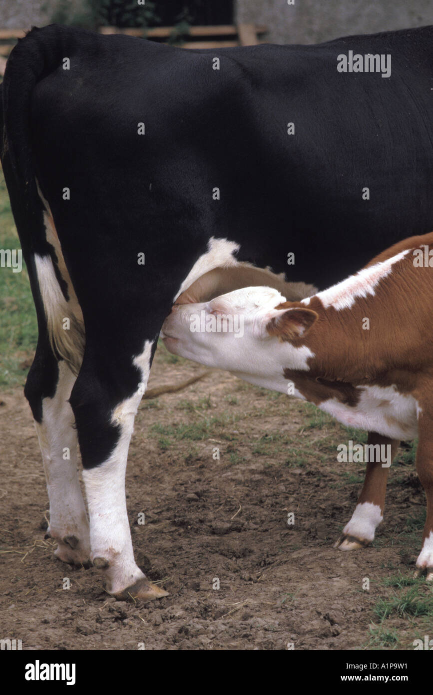 Calf feeding from a Friesian cow Stock Photo