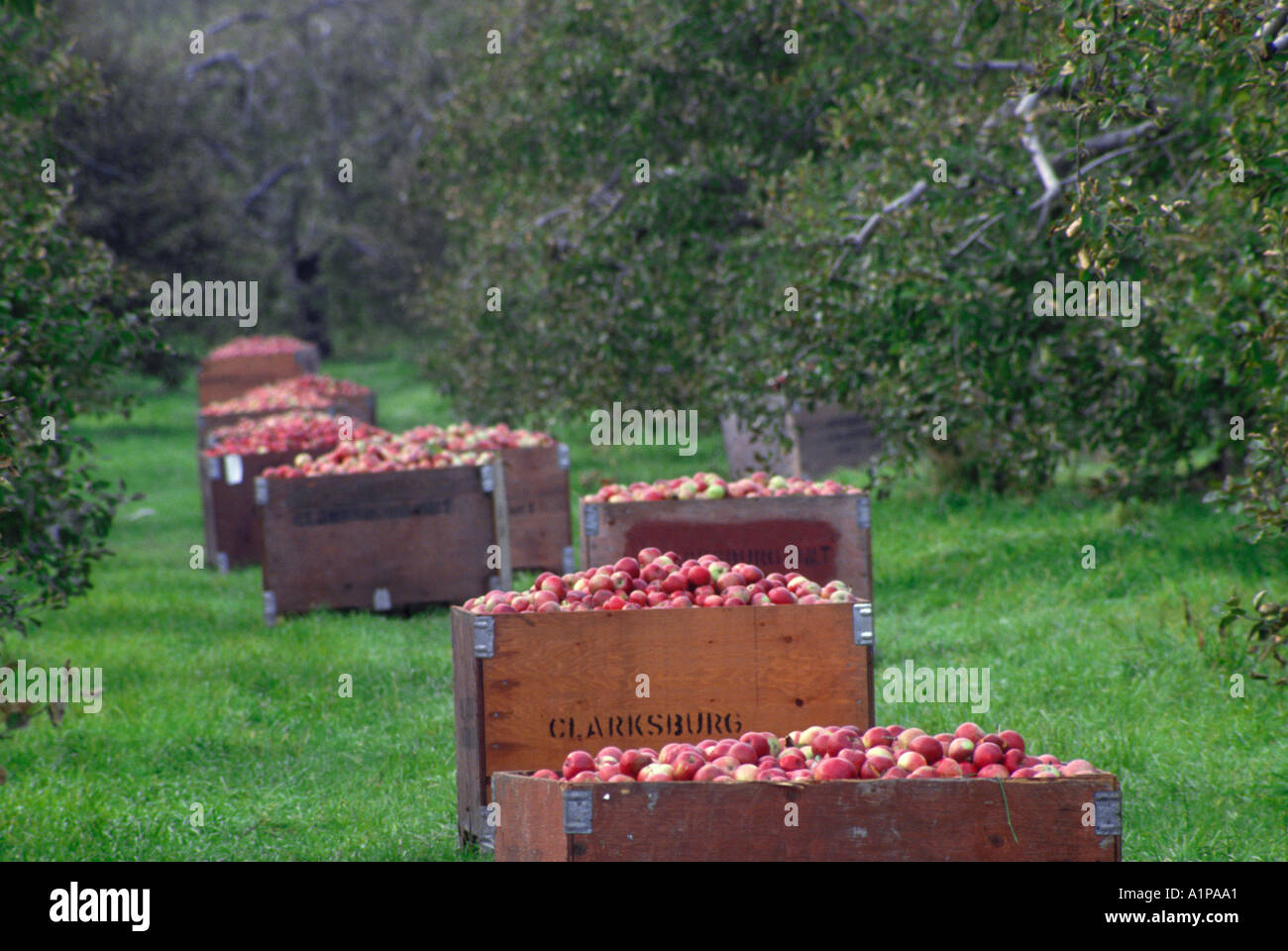 picked McIntosh apples in bins in orchard Stock Photo Alamy