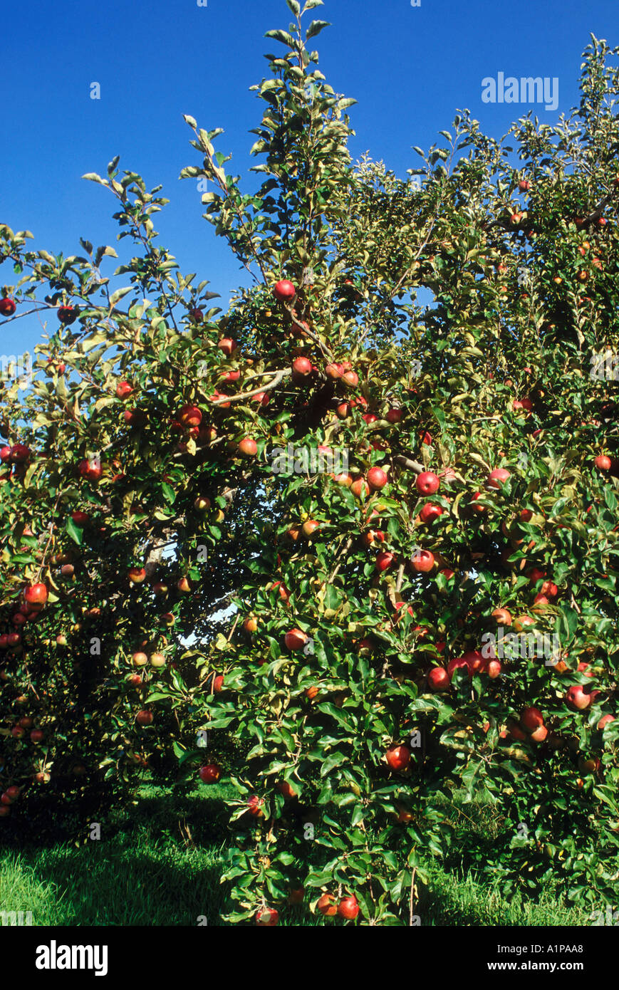 McIntosh apples Macs on tree Canada Ontario Thornbury Stock Photo