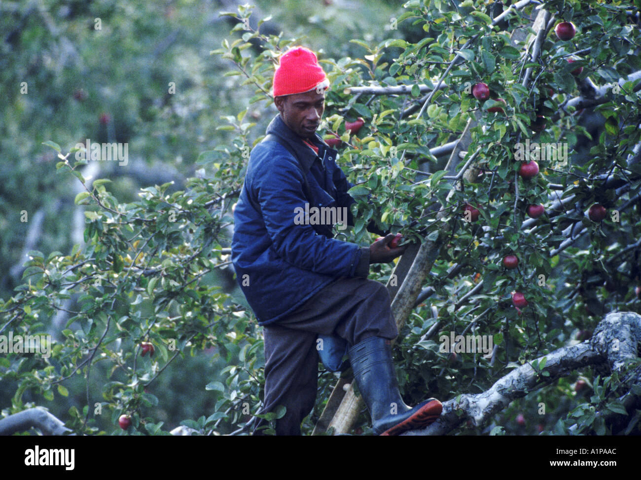 seasonal migrant Jamaican worker picking apples using ladder Ontario Thornbury Stock Photo