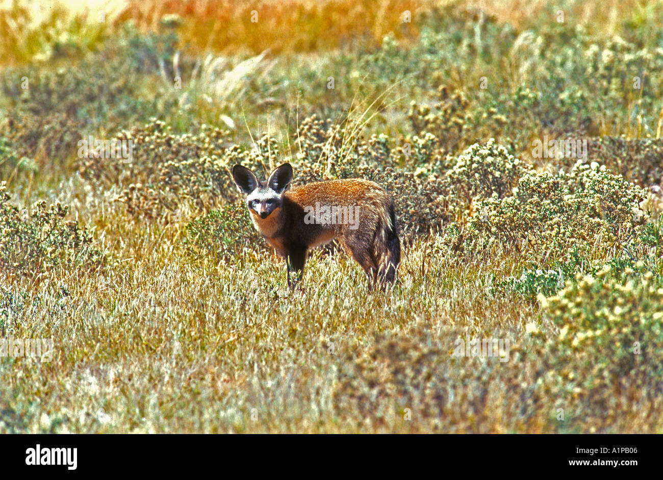 Bateared fox in grassland habitat favours an insect diet Central