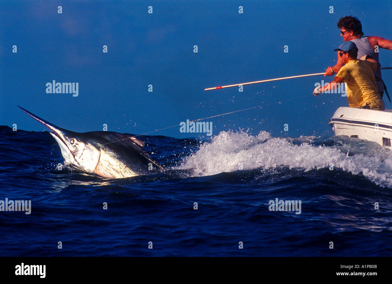 Giant black marlin about 1100 lbs pounds tagged off Cairns Queensland Australia Stock Photo