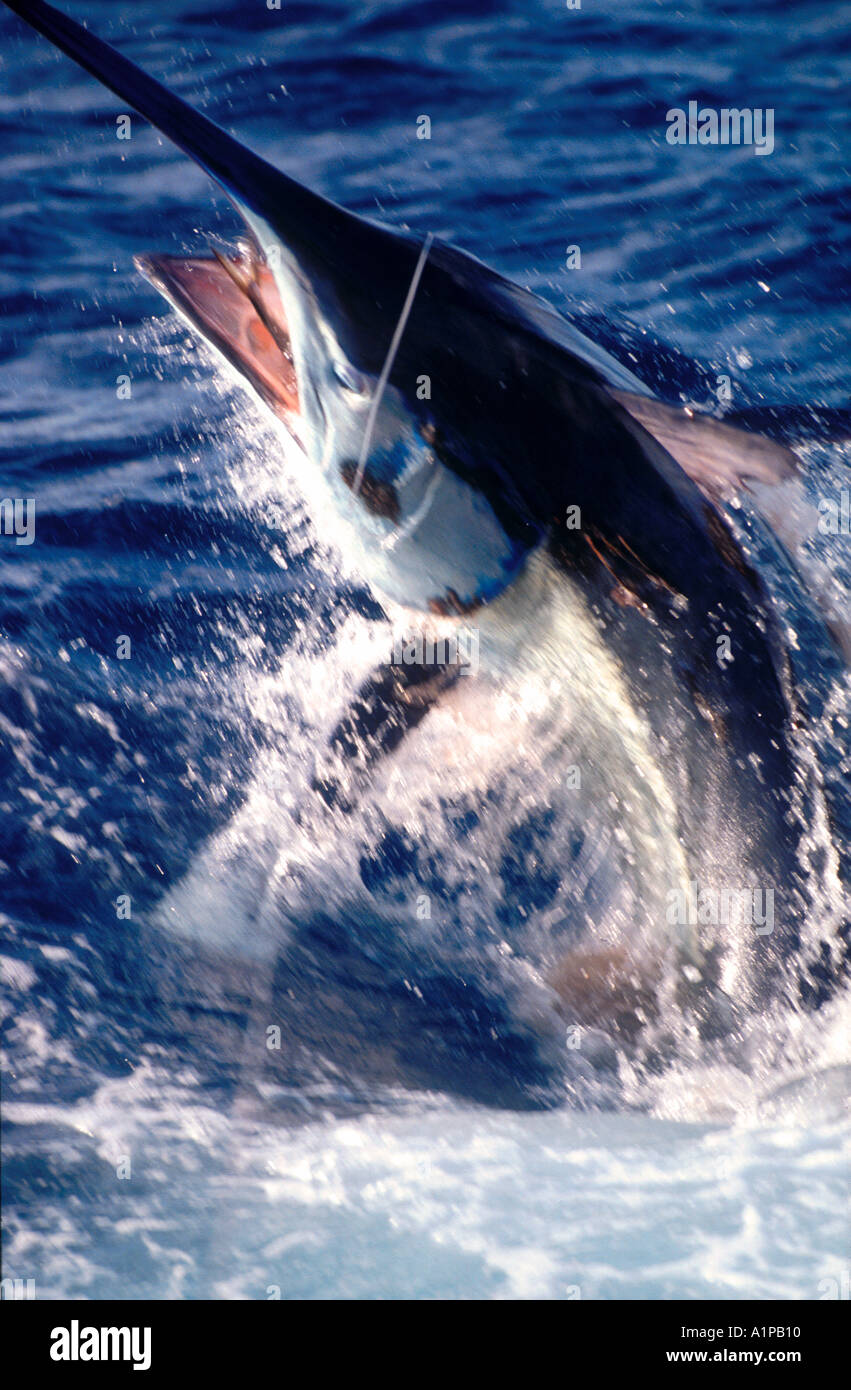 Graphic motion 959 pound black marlin with mackerel bait jumping Lizard Island, Queensland, Australia Stock Photo