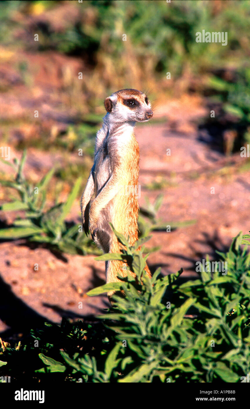 Meerkat Central Kalahari Game Reserve Botswana Stock Photo