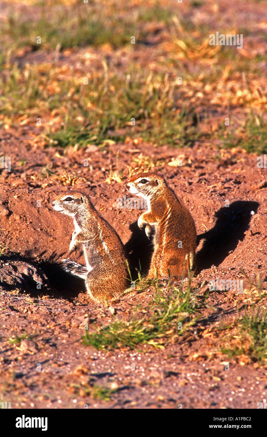 Ground squirrels Central Kalahari Game Reserve Botswana Stock Photo