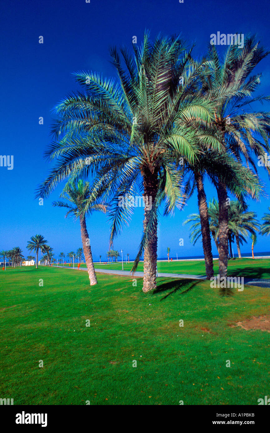 Fujairah UAE Palm Trees Corniche Stock Photo Alamy