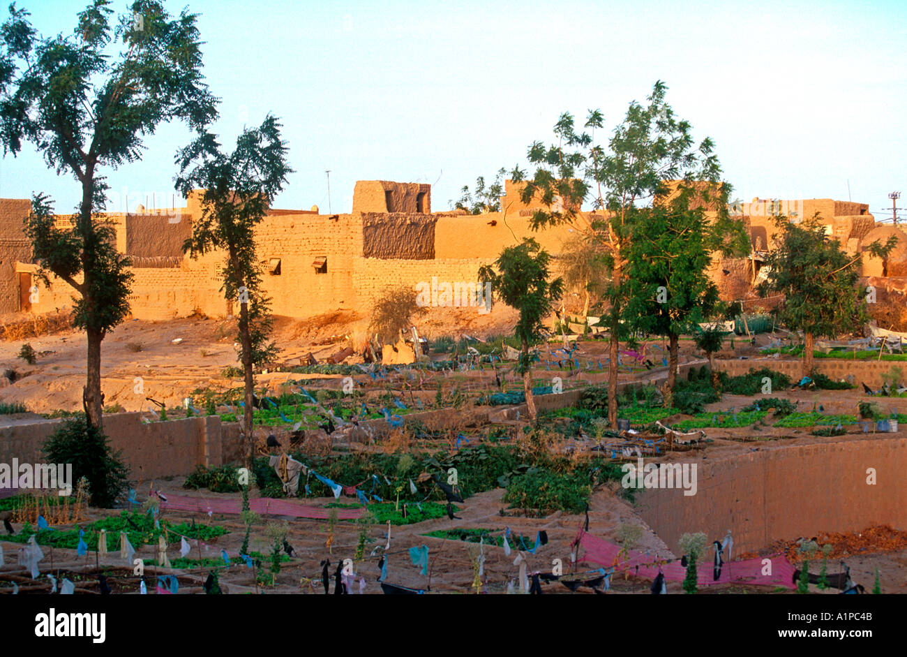 Vegetables growing in allotments outside desert city of Timbuktu Mali Stock Photo