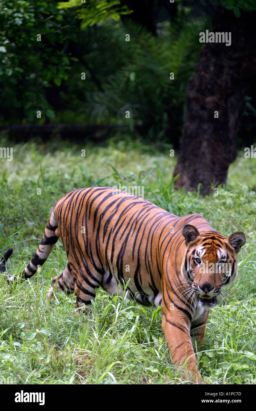 An Indian tiger at the New Delhi Zoo in India Stock Photo