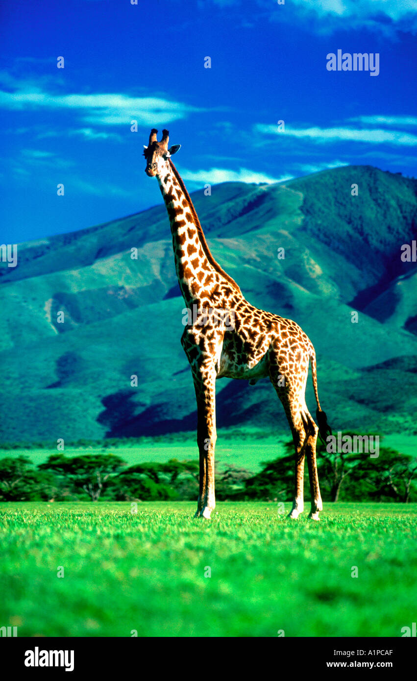 Safaris in the serengeti hi-res stock photography and images - Alamy