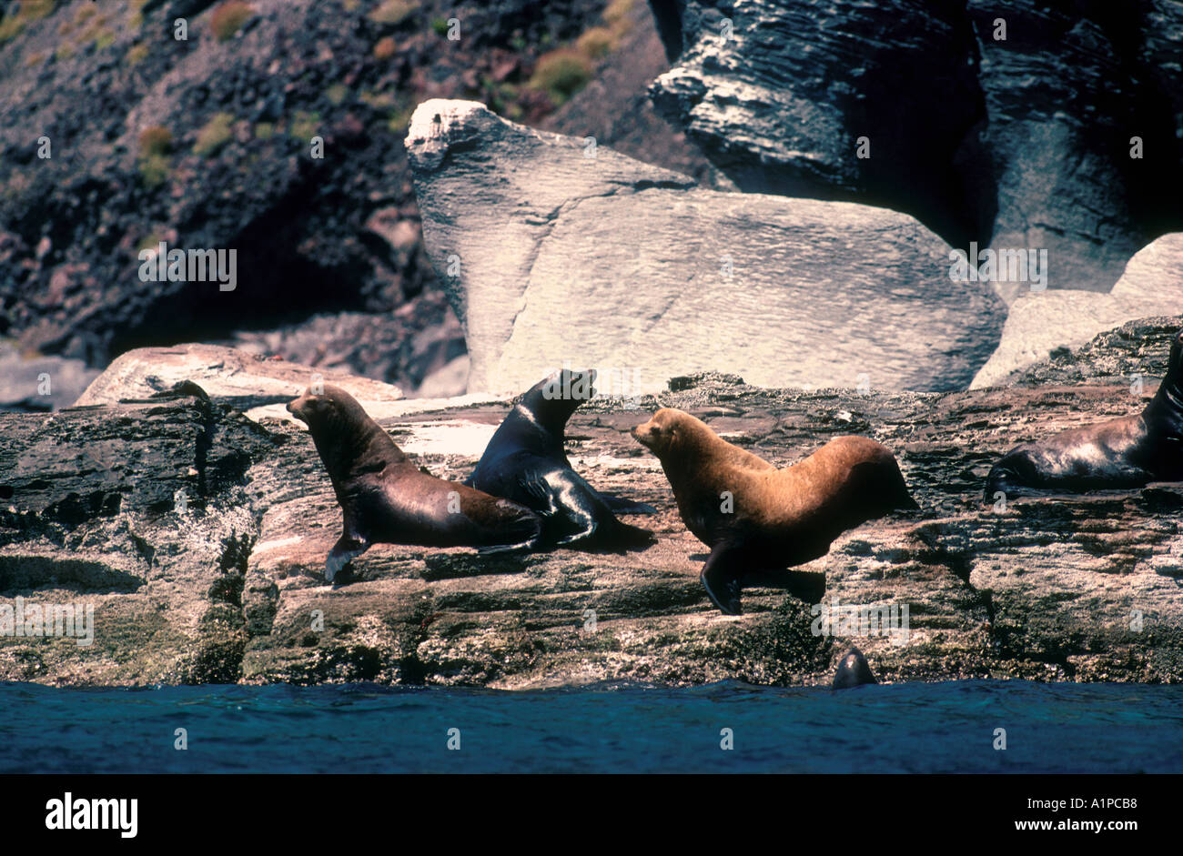 Seals on rocks at Isla Coronado Sea of Cortez Mexico Stock Photo