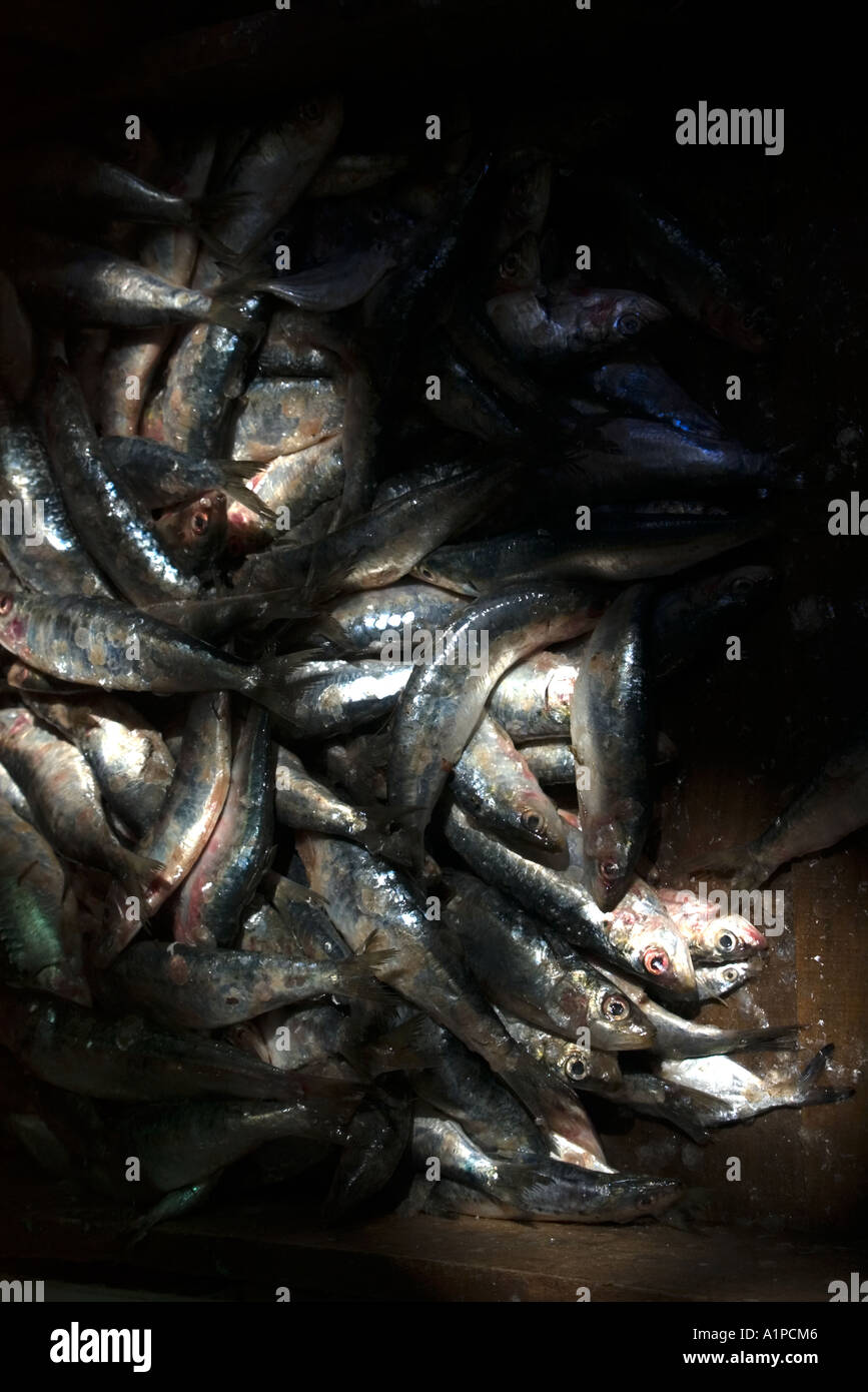 Shaft of light falling onto a table full of fresh sardines, Morocco