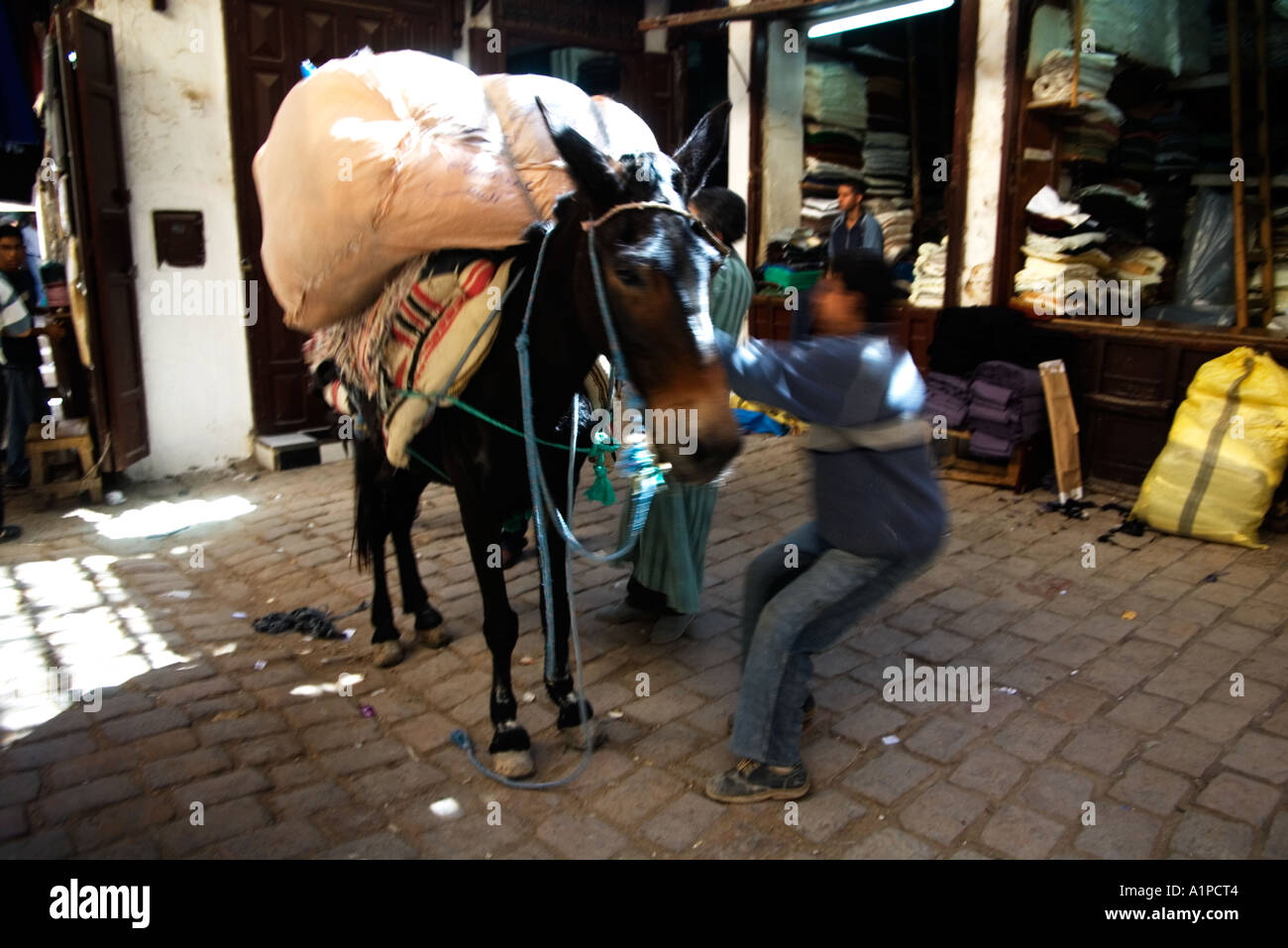 Pulling A Stubborn Mule