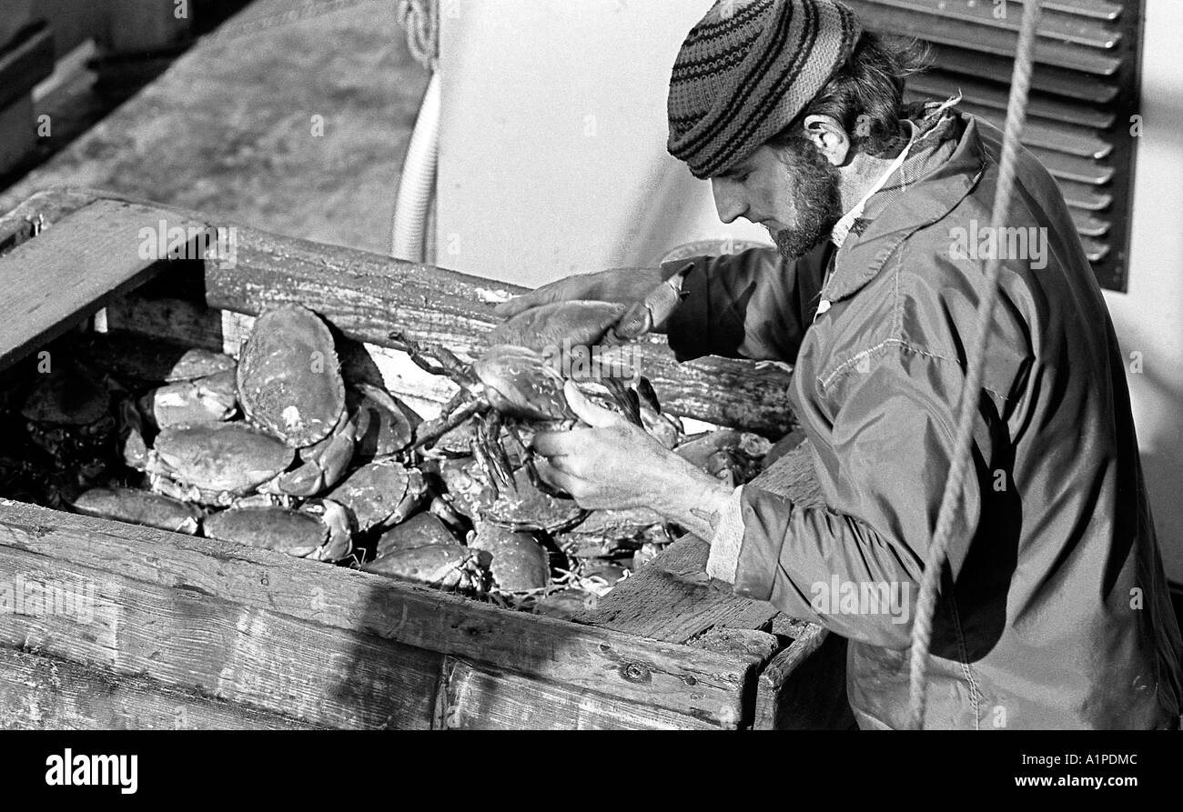 Fisherman on deck of small trawler sorting a catch of edible crabs at Whitby. Stock Photo