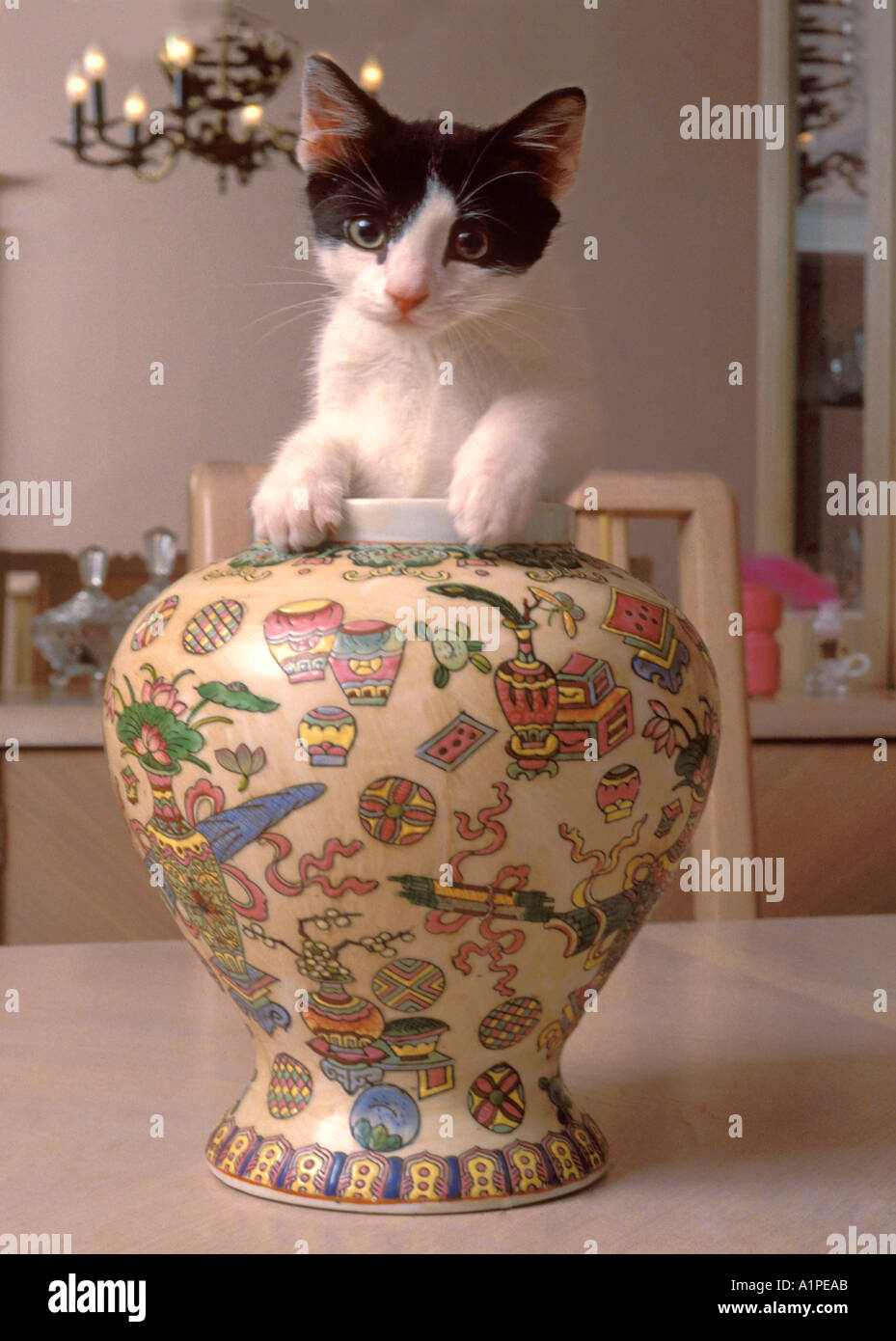 1239Cat in vase v Stock Photo
