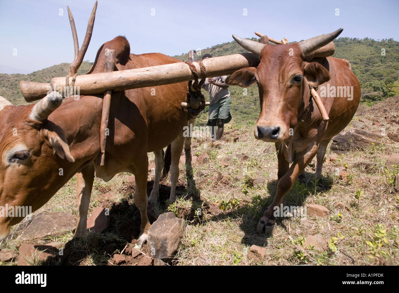 Animals are used to help plow the earth getting it ready for the next planting season in rural Ethiopia Stock Photo